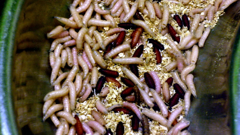 What are the wobblers of maggots?