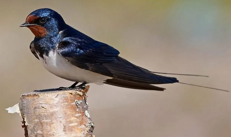 Totem animal named after Arseny - Swallow