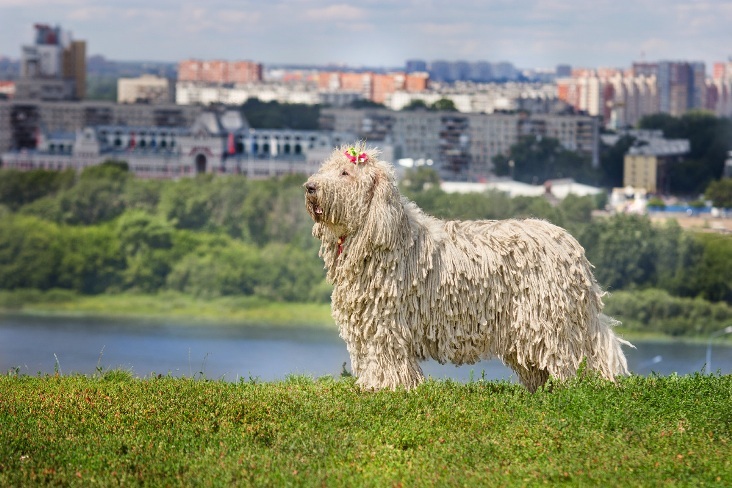 Командант пас