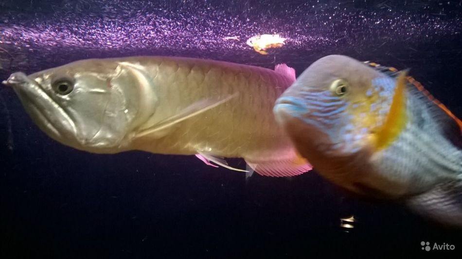 Grand poisson d'aquarium