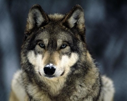 Сонник — волк: к чему снится во сне черный, белый, серый волк? К чему снятся волки женщине, девушке, мужчине: толкование сна