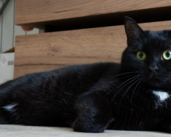 Что приносит в дом черно-белая кошка: приметы. Двухцветная черно-белая кошка в доме — примета. Что делать с найденным черно-белым котенком: оставить или нет?