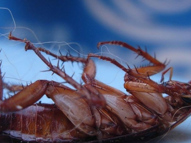 Как травить тараканов борной кислотой: рецепт шариков с желтком яйца, отзывы