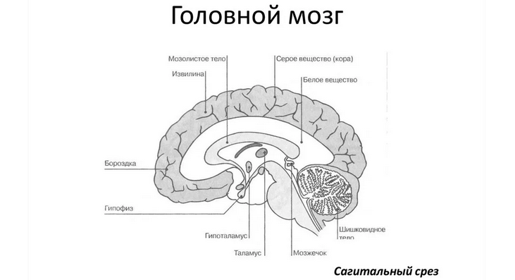 Центральная нервная система — мозг
