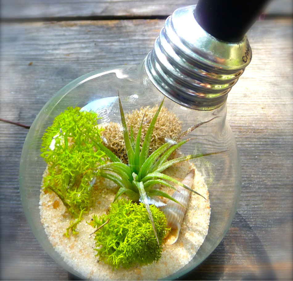 شن و ماسه برای terrarium از لامپ سبک بهتر است یک کوچک را انتخاب کنید