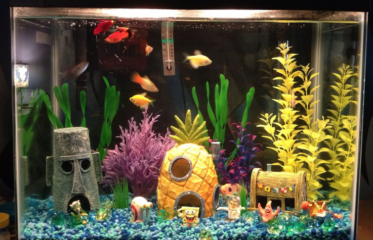 Домашние аквариумные рыбки