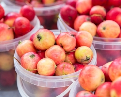 Kompot od jabuka rana za zimu: najbolji recepti. Kako kuhati kompot za zimu od rana i kovača, šljiva, krušaka, tikvica, trešanja, morske biljke, irgi, grožđa, ribizle, guske, s cimetom, bez sterilizacije: ukusni recepti