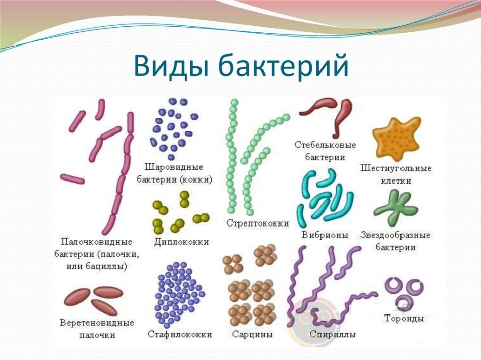 Презентация по биологии 6 класс общая характеристика бактерий