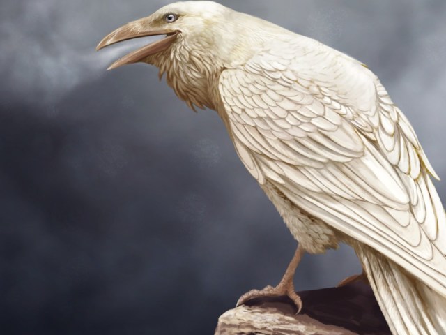 «Белая ворона»: происхождение, прямое и переносное значение фразеологизма, объяснение одним словом, примеры предложений