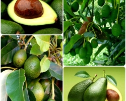 Avocado: Where is it growing, what is useful, how to grow at home, what to cook from it?