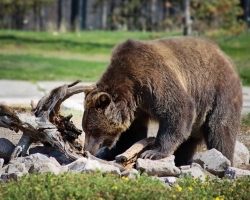 Ahol él, él, mit eszik a barna medve: a szárazföld. Medve - Leírás, jellemző, szerkezet. A barna medvék, nevek és fotók típusai