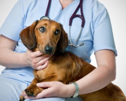 Anemia in dogs: causes, symptoms, treatment and prevention
