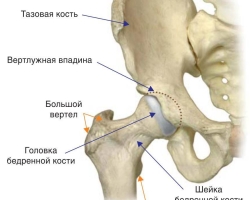 Zglob kuka: struktura, ligamenti, mišići, živci, anatomija, opskrba krvlju, kretanje u zglobu femura. Koje su kosti uključene u stvaranje zgloba kuka?