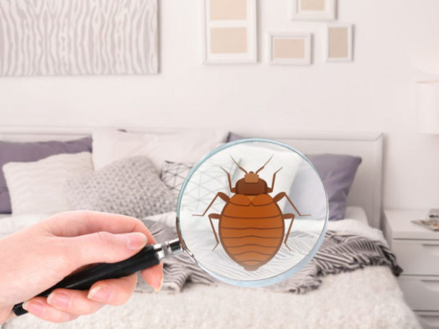 Πώς να μάθετε ότι έχουν ξεκινήσει τα bedbugs στην κρεβατοκάμαρα ή στο σπίτι; Πώς να απαλλαγείτε από σφάλματα κρεβατιού;