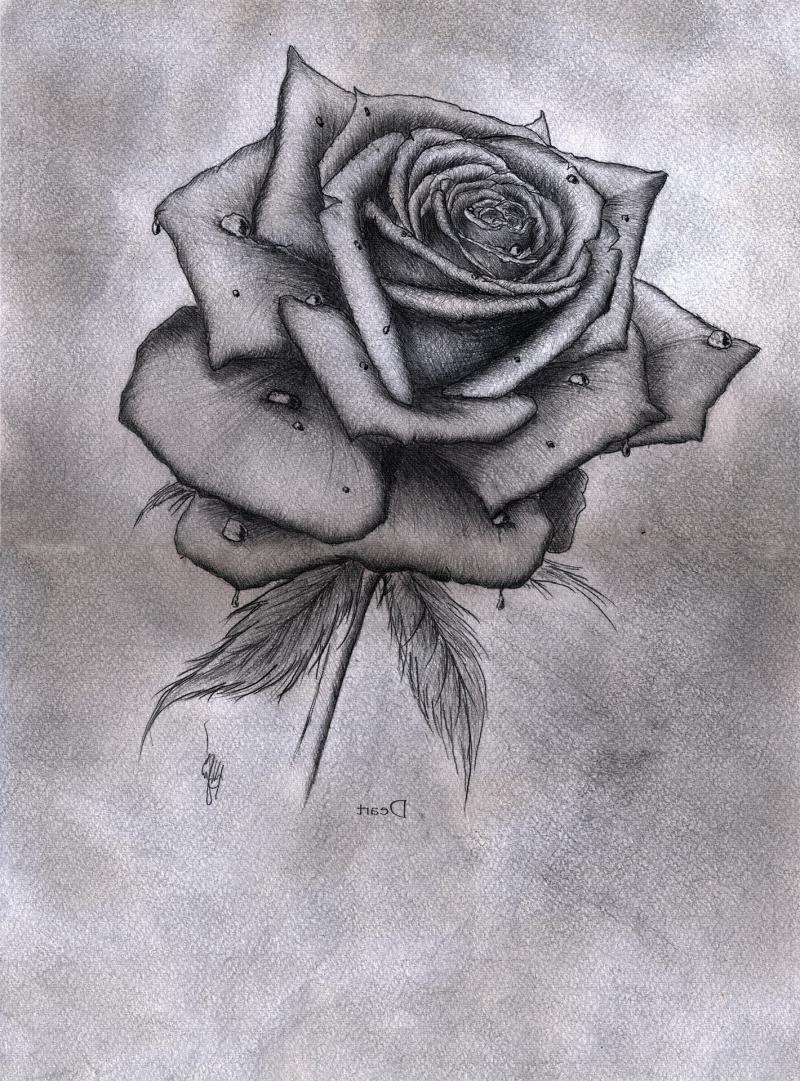 Розы карандашом
