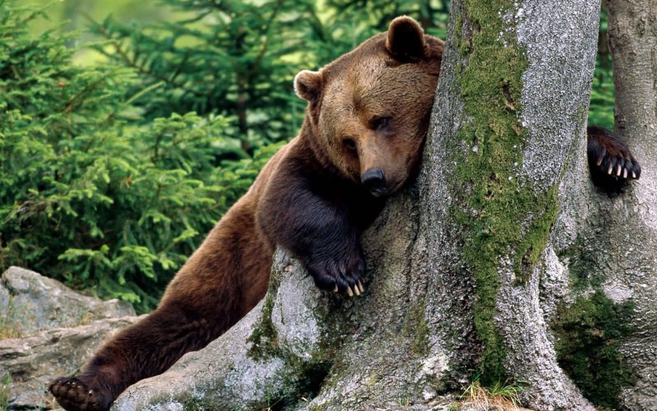 A kind bear in the forest in a dream - to a calm life and successful work.