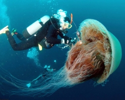 Meduza ugriz: Kako je videti, je nevarno, simptomi, možna reakcija telesa. Ali je mogoče umreti zaradi ugriza meduze?