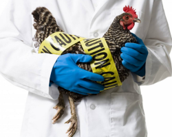 Apakah orang terkena flu burung: bagaimana penularannya, tanda -tanda seseorang, apakah itu berbahaya?