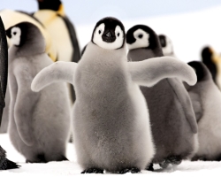 Miért nem repülnek a pingvinek - válaszok a gyermekek és a felnőttek számára