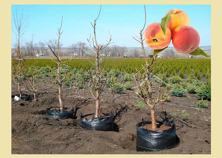 Схема посадки персика