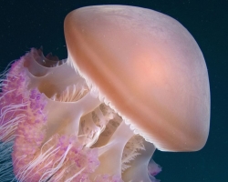 Črno morsko meduze na Krimu so nevarne ali ne: ki se držijo, zakaj plujejo na obalo in kdaj? Ali je mogoče jesti meduze iz Črnega morja: vrste užitnih meduz, jedi