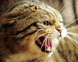 Les chats domestiques et domestiques les plus agressifs: top-15, description avec des photos, des conseils pour se faire des amis avec eux?