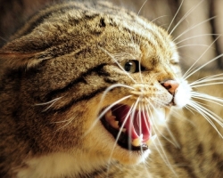 I gatti domestici e domestici più aggressivi: top 15, descrizione con foto, consigli:: come fare amicizia con loro?