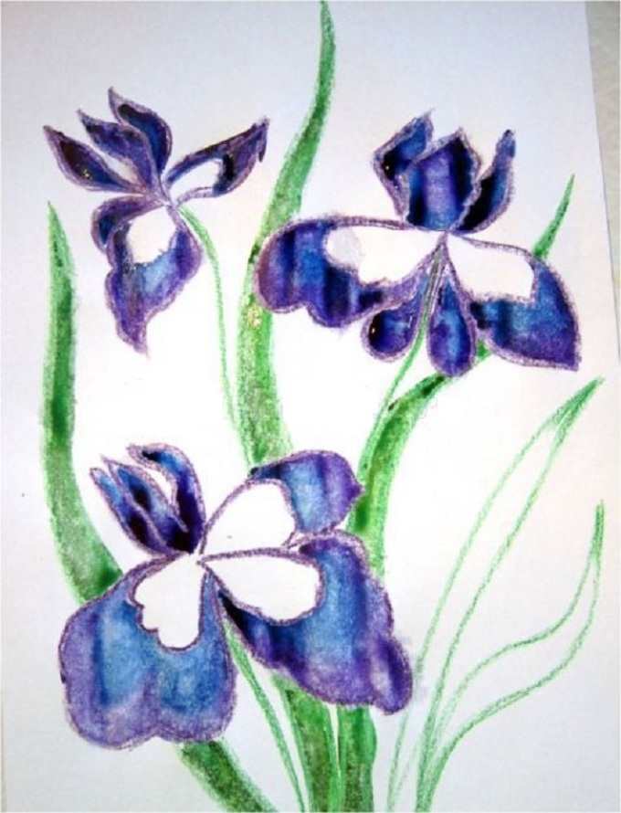 Iris cvet: risanje s svinčnikom in akvarelom