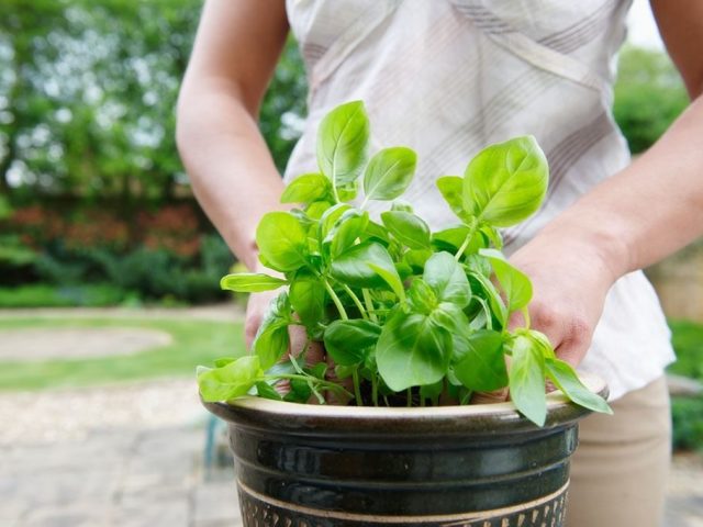 Basil Violet - Αυξάνεται από σπόρους με φυτά και σε μια κατσαρόλα στο παράθυρο στο σπίτι το χειμώνα: φροντίδα, πότισμα, κορυφαία σάλτσα, φωτισμός, θερμοκρασία, ασθένεια. Πότε και πώς να φυτέψετε ένα μωβ βασιλικό στα φυτά, φυτέψτε τα φυτά του βασιλικού σε ανοιχτό έδαφος, βουτιά;