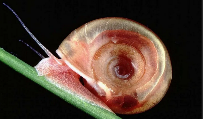 Живой моллюск с прозрачной раковиной — planorbis vortex