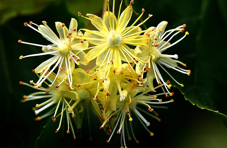 Linden Flowers - Talismano per il nome