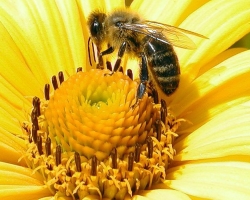 Comment et pourquoi les abeilles font du miel: brèves informations pour les enfants. Comment et pourquoi les abeilles apportent-elles du miel à la ruche? Famille d'abeille: composition