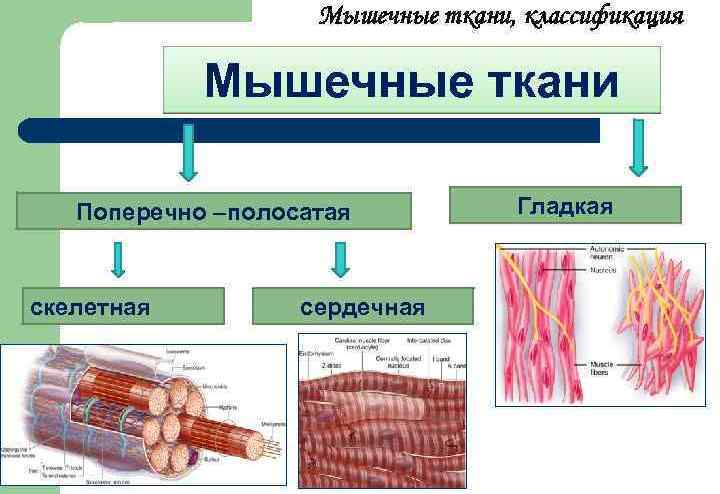 Gladko in prečno črto mišično tkivo osebe