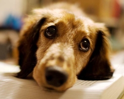 Empoisonnement pour chiens: causes, symptômes, traitement, prévention