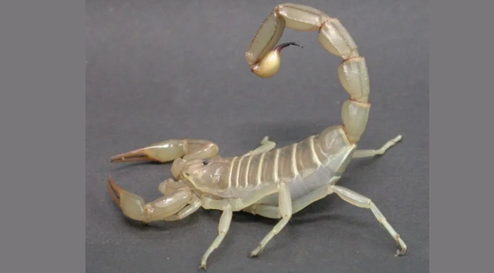 Biały Skorpion
