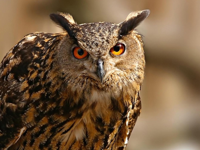 Wie sich die Eule von der Eagle -Eule, der Eule unterscheidet: Vergleich, Unterschied, Fotografien. Warum jagen Eulen, Sychi und Filin nur nachts?