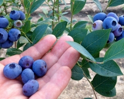 Beeren - Blaubeeren und Blaubeeren: Was ist der Unterschied, Unterschied? Was ist besser, nützlich für Vision, Auge: Blaubeeren oder Blaubeeren? Wie Blaubeeren von Blaubeeren extern, in chemischer Zusammensetzung unterscheiden: Vergleich, Ähnlichkeiten und Unterschiede