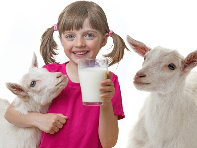 Getmjölk: Fördelar och skada, läkande egenskaper, recensioner