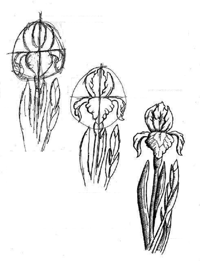 Comment dessiner une fleur d'iris étape par étape