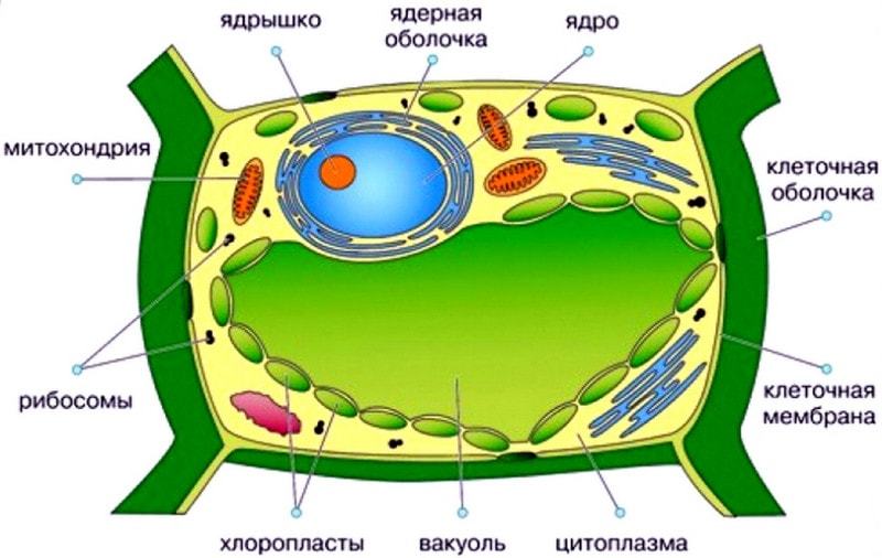 Organella of the plant cell