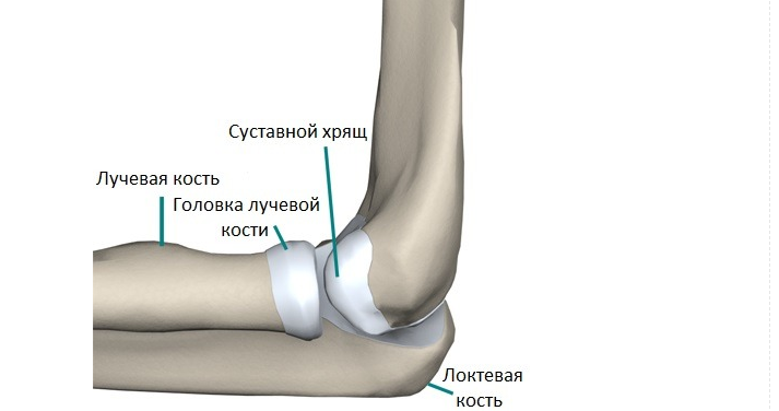 The elbow joint