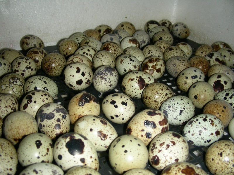 Quail eggs in the child’s diet are introduced after a year
