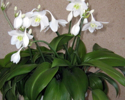 Beautiful indoor flower Amazon Lilia 