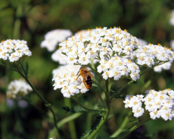 Therapeutic grass yarrow: beneficial properties and contraindications, folk recipes