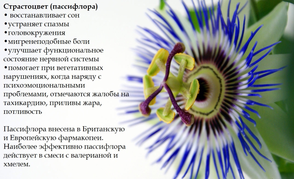 Passiflora and its beneficial properties
