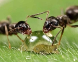 How will the ant in English be: translation of the word ant into English with transcription. Description of an ant in English with translation: Text. How the word ant in English is written correctly: spelling with transcription