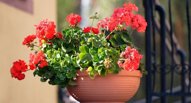 Geranium باید در هر خانه باشد