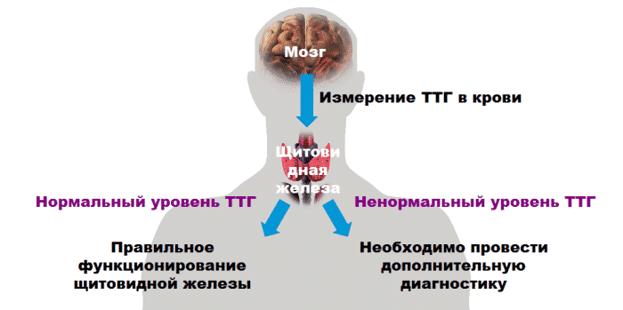 TSH - secretory substance of the thyroid gland