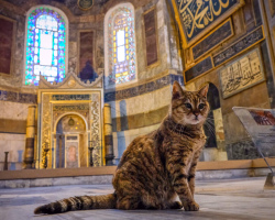 آیا می توان گربه را عقیم سازی کرد ، گربه را مطابق با هنجارهای اسلام چسباند؟