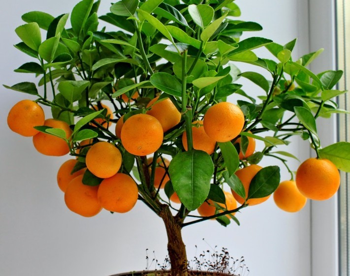 Árbol de cítricos: una gran flor interior